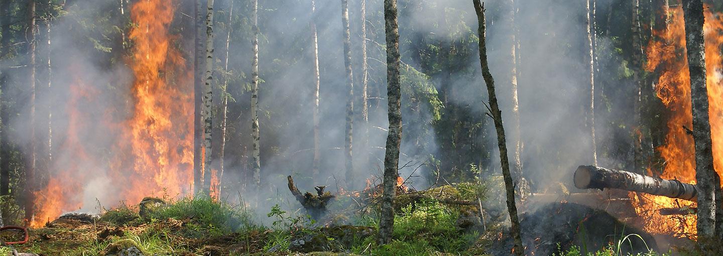 Environmental Protection, Sustainability and Conservation Image - Environmental Protection, Sustainability and Conservation