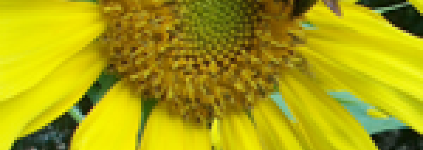 Queen Bees of Citizen Science Image - Queen Bees of Citizen Science