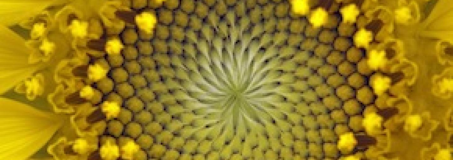 Biomimicry: Nature as Innovation Mentor Image - Biomimicry: Nature as Innovation Mentor